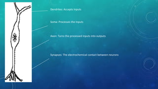 Dendrites: Accepts Inputs
Soma: Processes the Inputs
Axon: Turns the processed inputs into outputs
Synapses: The electrochemical contact between neurons
 