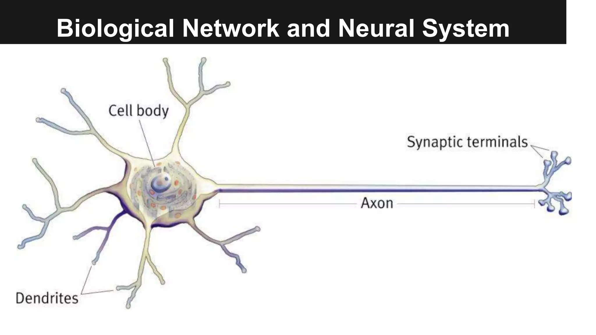 Biological Network and Neural System
 