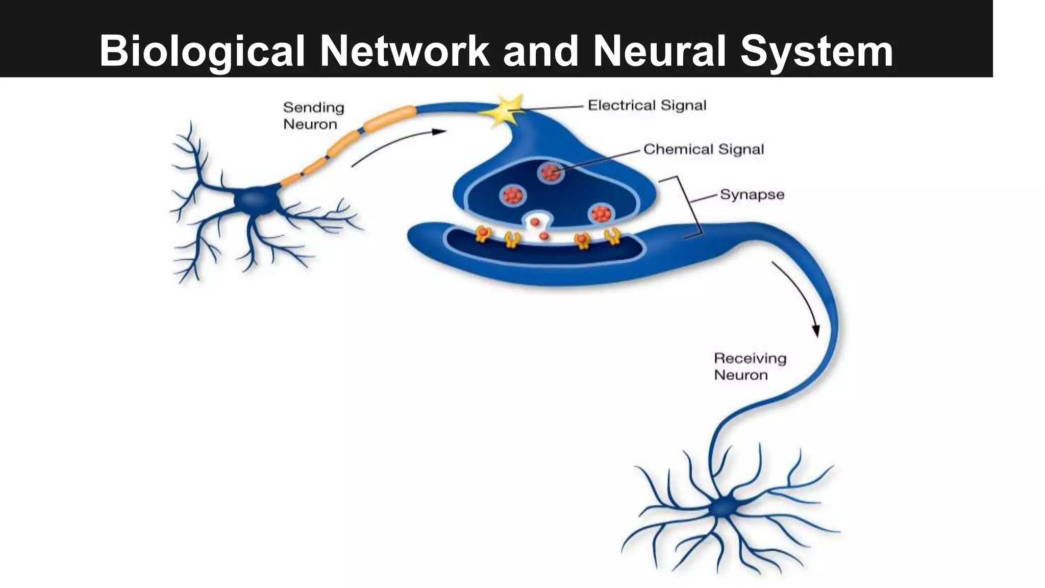 Biological Network and Neural System
 