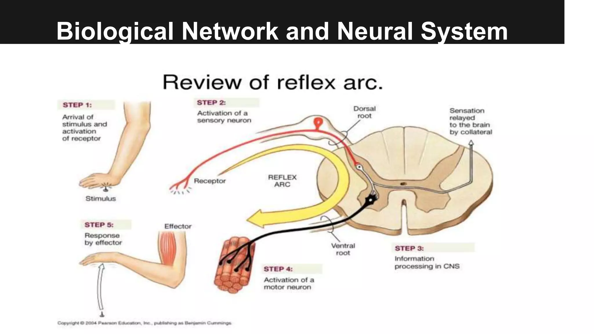 Biological Network and Neural System
 