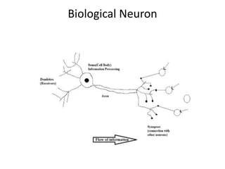 Biological Neuron
 