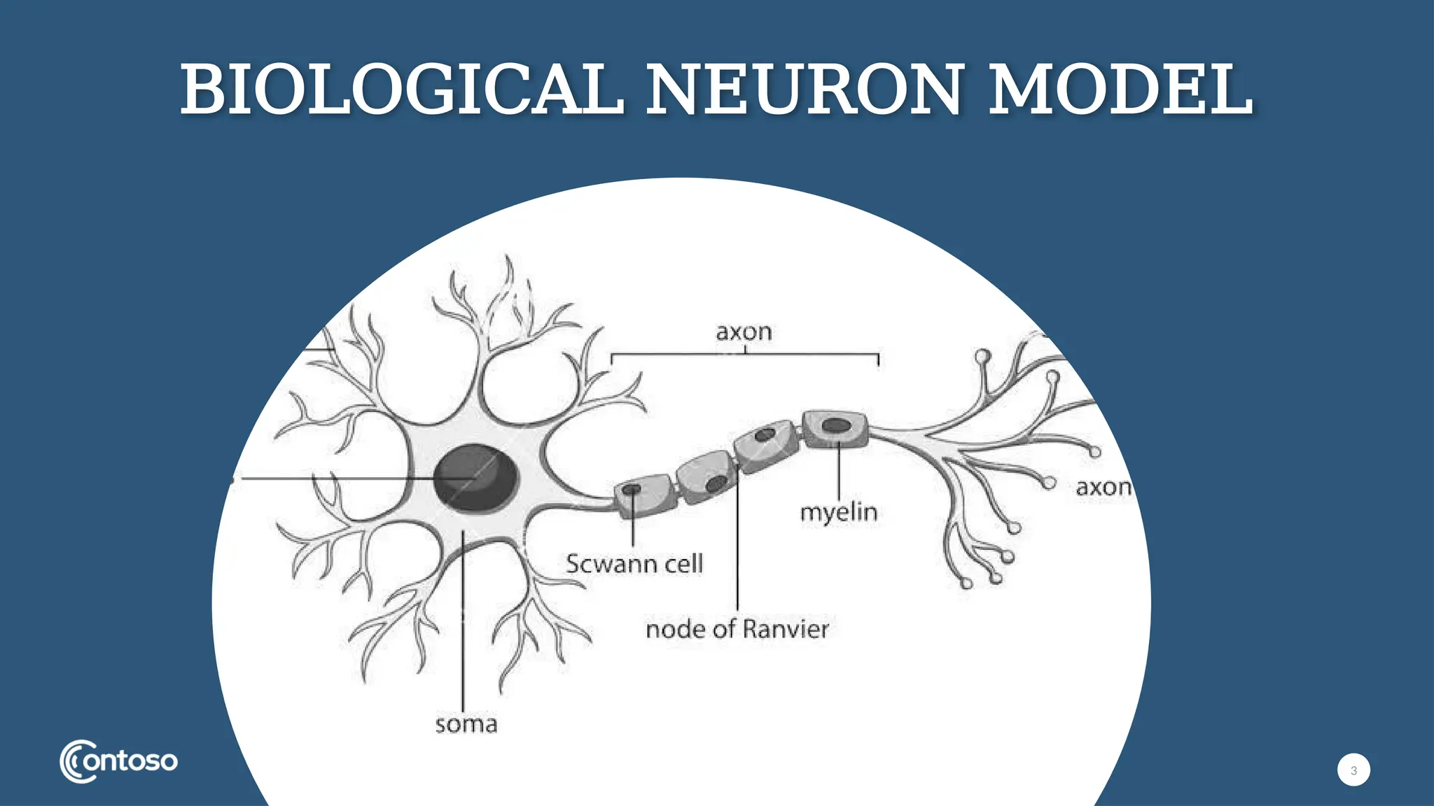 3
BIOLOGICAL NEURON MODEL
 
