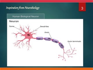 InspirationfromNeurobiology 3
Human Biological Neuron
 