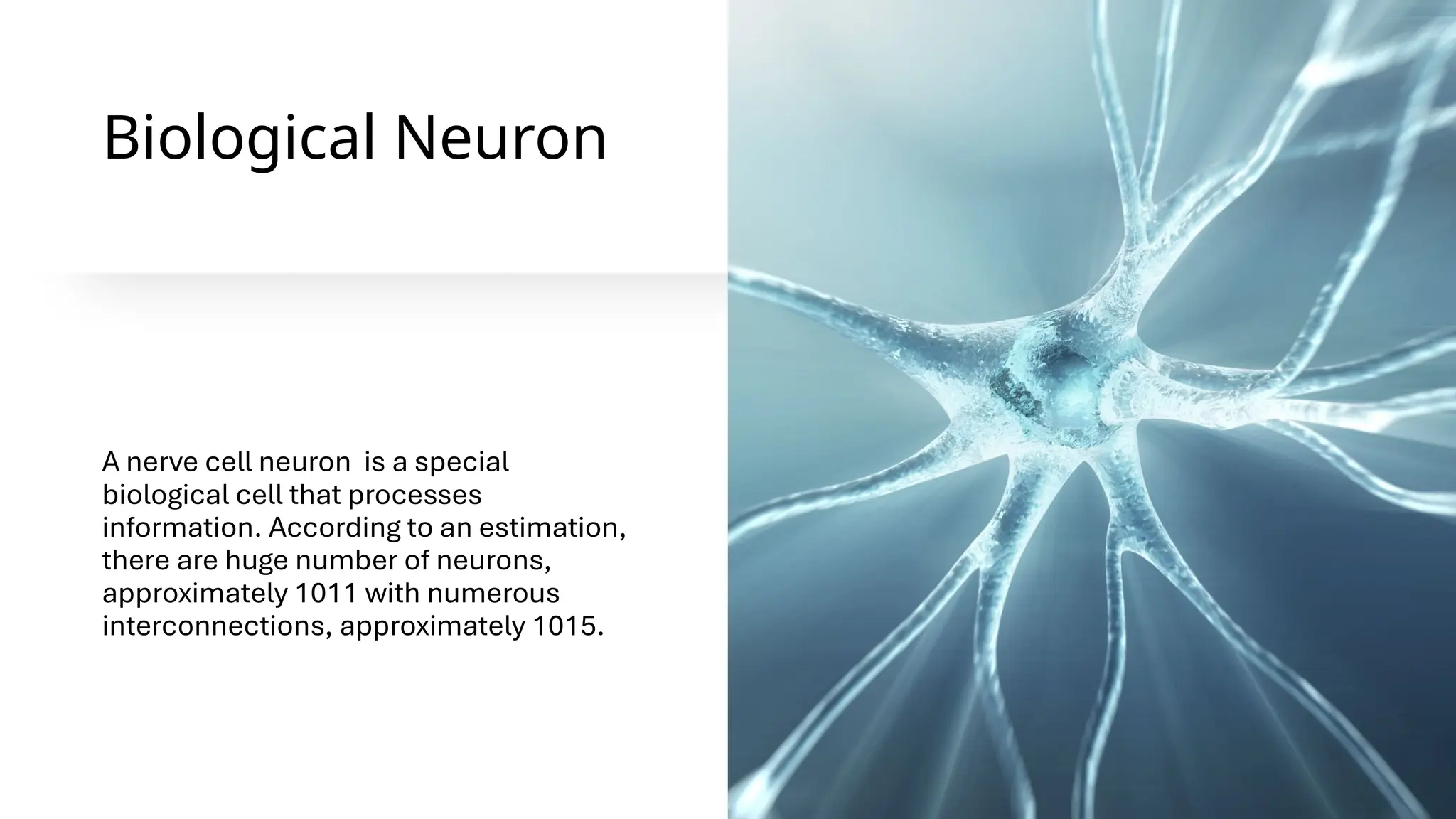 Biological Neuron
A nerve cell neuron is a special
biological cell that processes
information. According to an estimation,
there are huge number of neurons,
approximately 1011 with numerous
interconnections, approximately 1015.
 