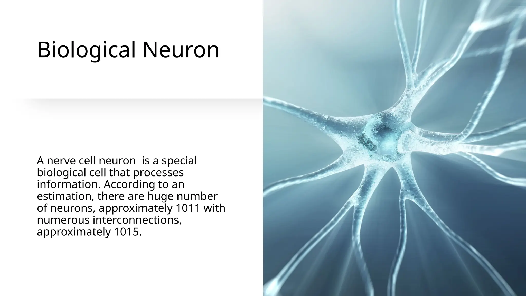 Biological Neuron
A nerve cell neuron is a special
biological cell that processes
information. According to an
estimation, there are huge number
of neurons, approximately 1011 with
numerous interconnections,
approximately 1015.
 