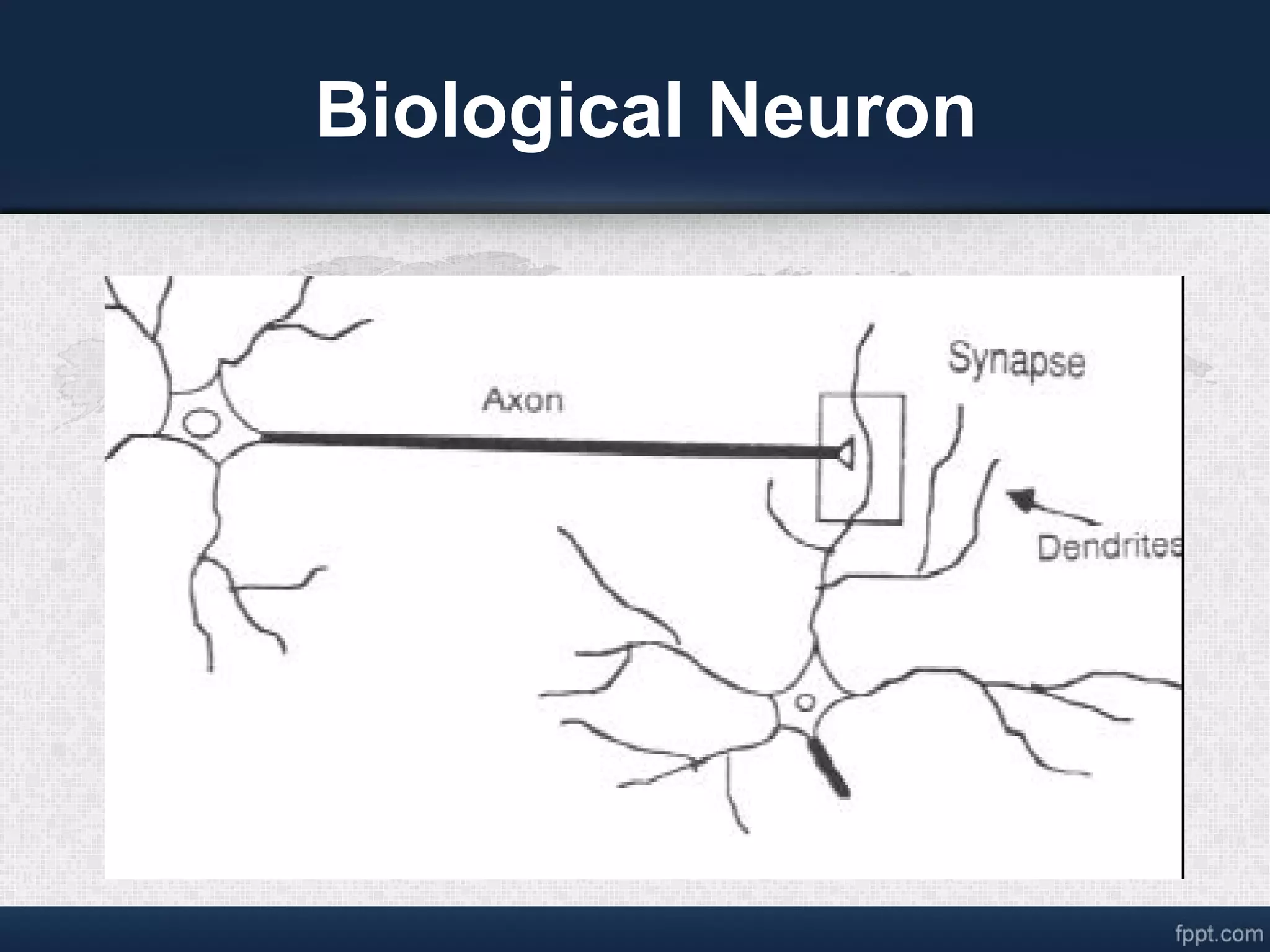 Biological Neuron 