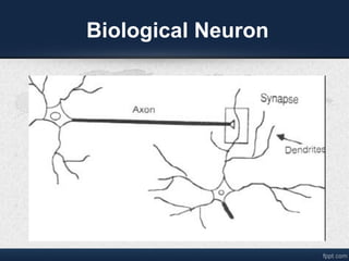 Biological Neuron
 