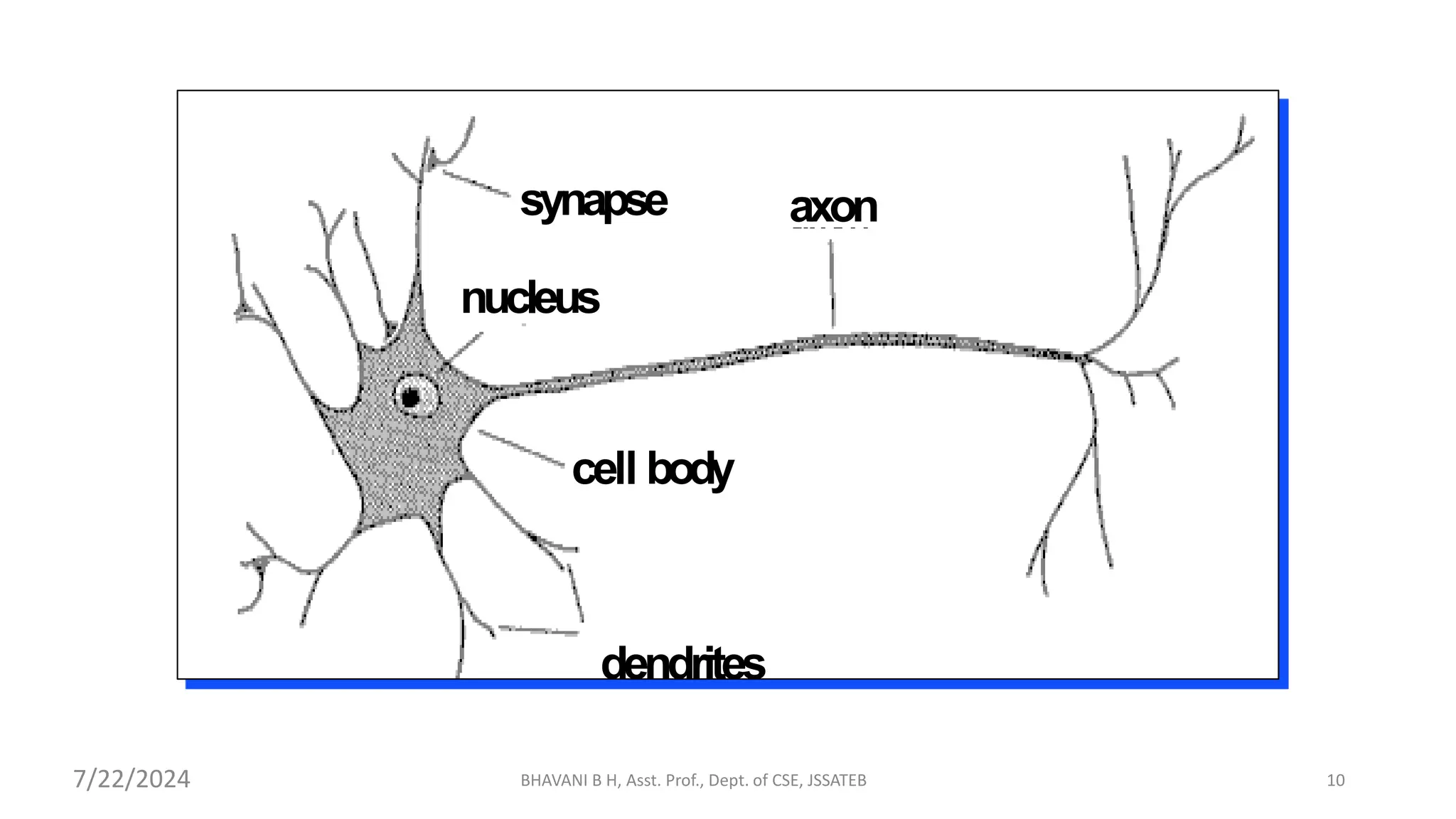 cell body
BHAVANI B H, Asst. Prof., Dept. of CSE, JSSATEB 10
synapse
nucleus
axon
dendrites
7/22/2024
 