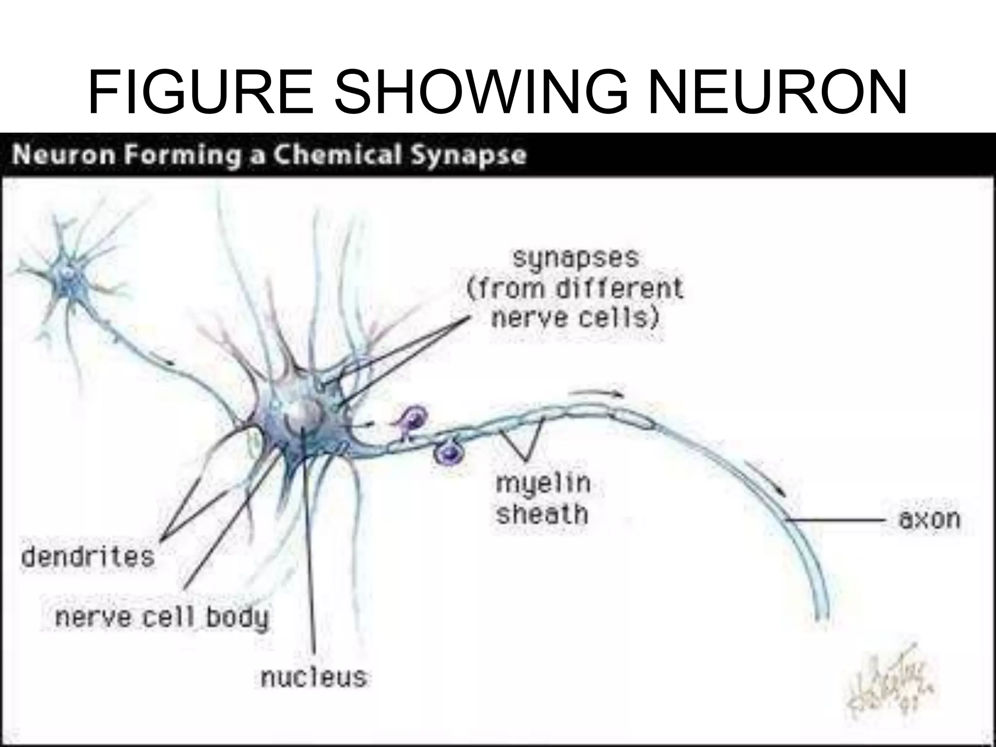 FIGURE SHOWING NEURON
 