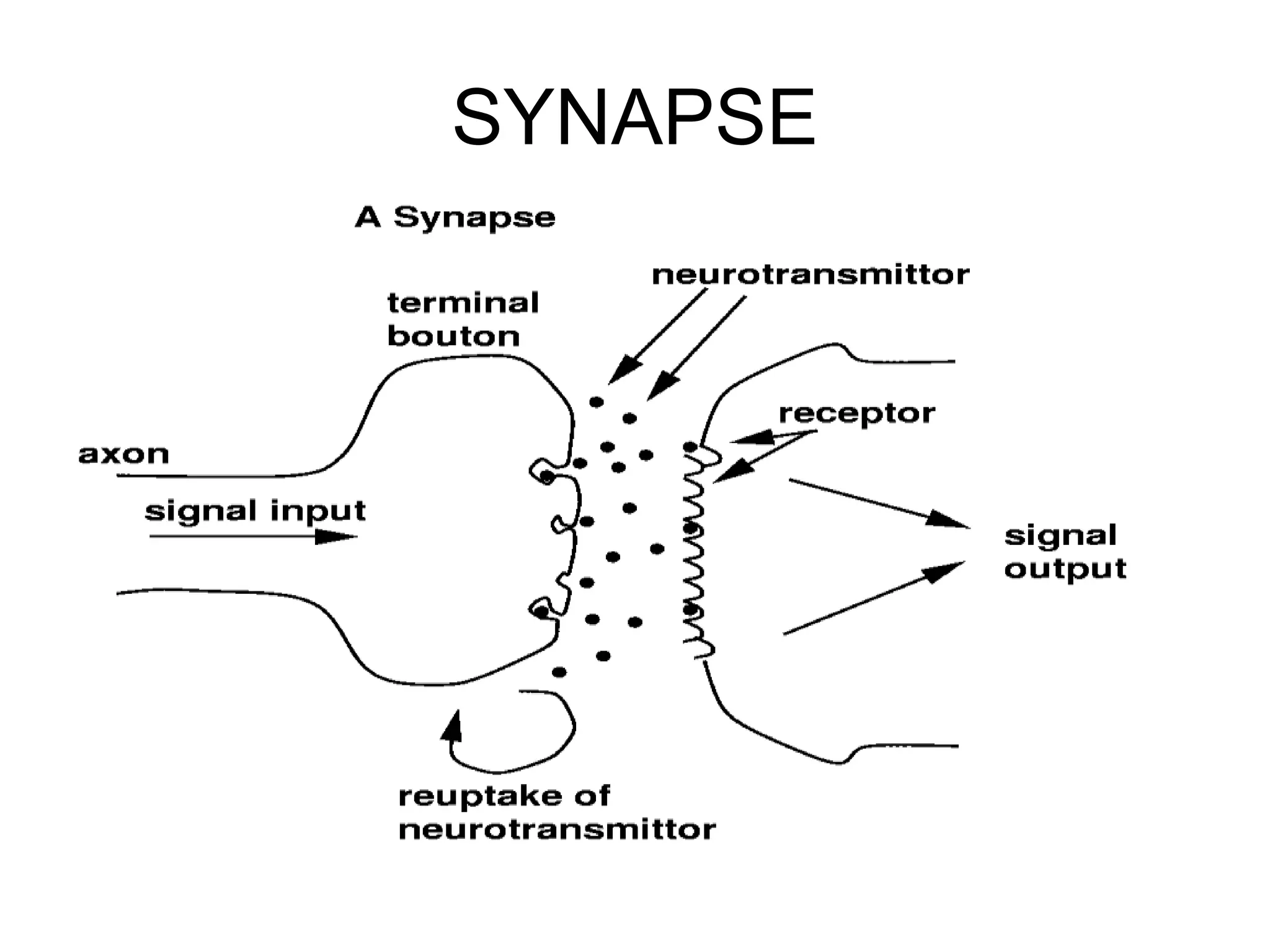 SYNAPSE
 