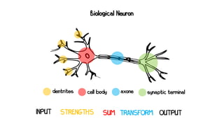 INPUT STRENGTHS TRANSFORM OUTPUT
axone synaptic terminal
dentrites cell body
SUM
Biological Neuron
 