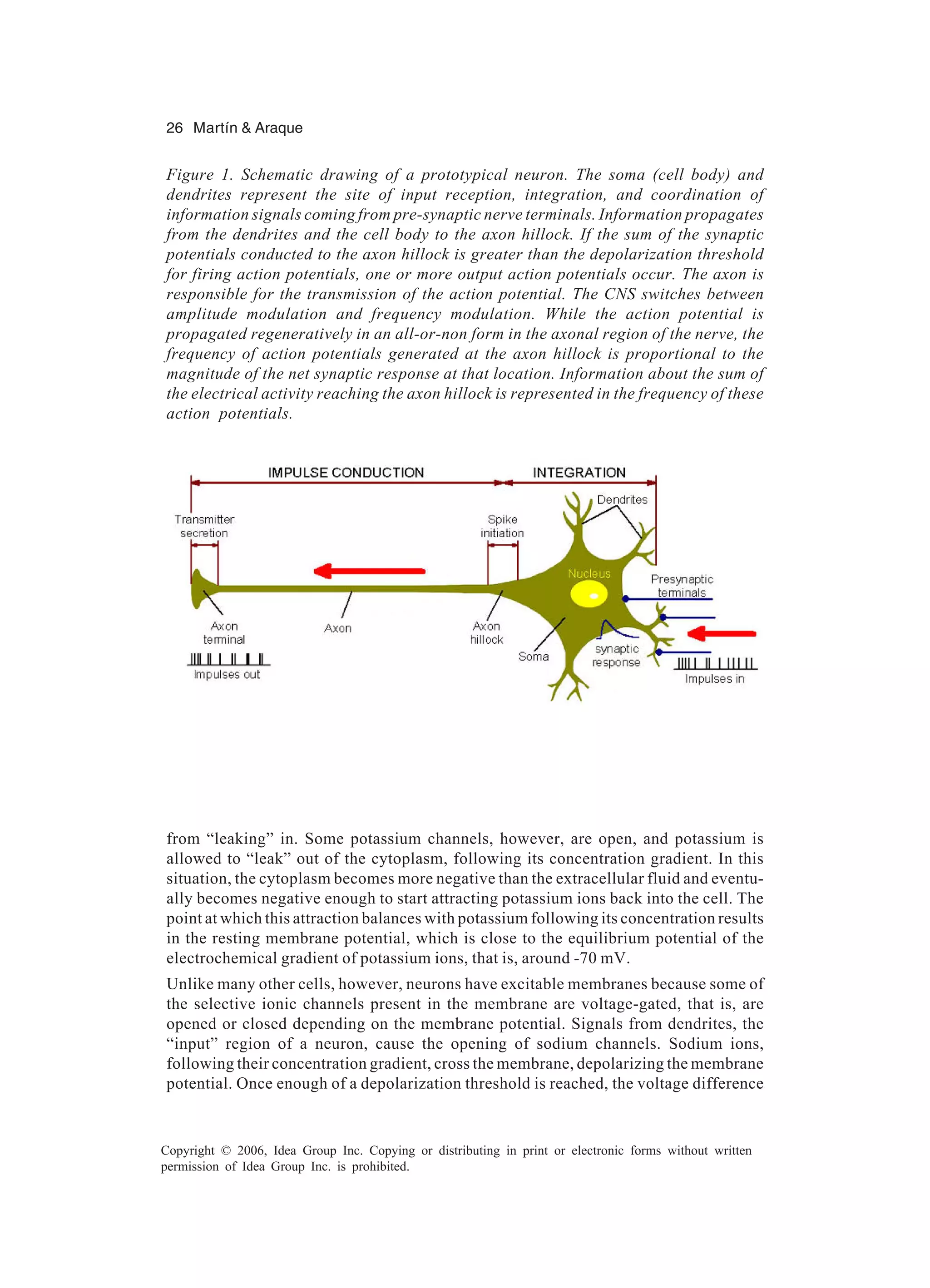 26 Martín & Araque Copyright © 2006, Idea Group Inc. Copying or distributing in print or electronic forms without written permission of Idea Group Inc. is prohibited. from “leaking” in. Some potassium channels, however, are open, and potassium is allowed to “leak” out of the cytoplasm, following its concentration gradient. In this situation, the cytoplasm becomes more negative than the extracellular fluid and eventu- ally becomes negative enough to start attracting potassium ions back into the cell. The point at which this attraction balances with potassium following its concentration results in the resting membrane potential, which is close to the equilibrium potential of the electrochemical gradient of potassium ions, that is, around -70 mV. Unlike many other cells, however, neurons have excitable membranes because some of the selective ionic channels present in the membrane are voltage-gated, that is, are opened or closed depending on the membrane potential. Signals from dendrites, the “input” region of a neuron, cause the opening of sodium channels. Sodium ions, following their concentration gradient, cross the membrane, depolarizing the membrane potential. Once enough of a depolarization threshold is reached, the voltage difference Figure 1. Schematic drawing of a prototypical neuron. The soma (cell body) and dendrites represent the site of input reception, integration, and coordination of information signals coming from pre-synaptic nerve terminals. Information propagates from the dendrites and the cell body to the axon hillock. If the sum of the synaptic potentials conducted to the axon hillock is greater than the depolarization threshold for firing action potentials, one or more output action potentials occur. The axon is responsible for the transmission of the action potential. The CNS switches between amplitude modulation and frequency modulation. While the action potential is propagated regeneratively in an all-or-non form in the axonal region of the nerve, the frequency of action potentials generated at the axon hillock is proportional to the magnitude of the net synaptic response at that location. Information about the sum of the electrical activity reaching the axon hillock is represented in the frequency of these action potentials. 