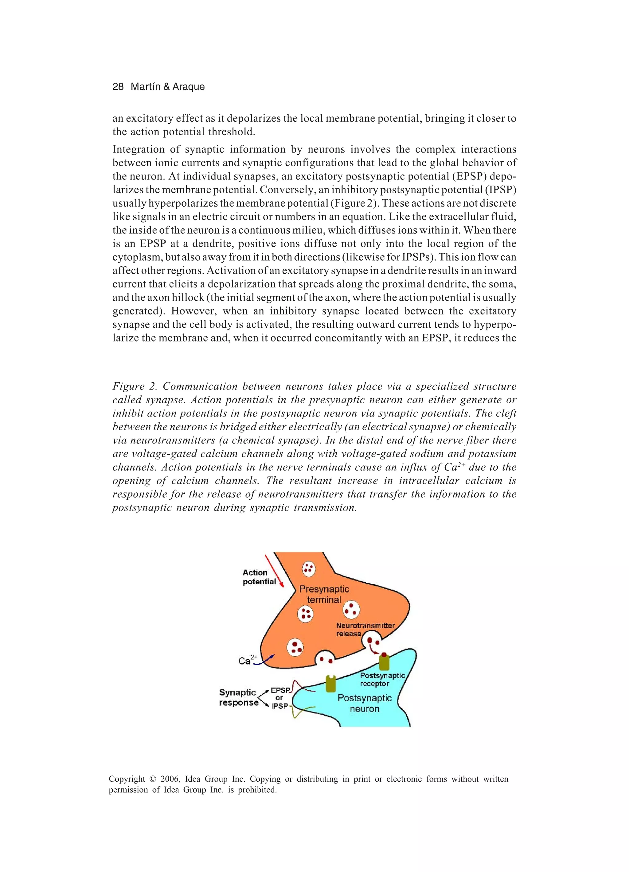 28 Martín & Araque Copyright © 2006, Idea Group Inc. Copying or distributing in print or electronic forms without written permission of Idea Group Inc. is prohibited. an excitatory effect as it depolarizes the local membrane potential, bringing it closer to the action potential threshold. Integration of synaptic information by neurons involves the complex interactions between ionic currents and synaptic configurations that lead to the global behavior of the neuron. At individual synapses, an excitatory postsynaptic potential (EPSP) depo- larizes the membrane potential. Conversely, an inhibitory postsynaptic potential (IPSP) usually hyperpolarizes the membrane potential (Figure 2). These actions are not discrete like signals in an electric circuit or numbers in an equation. Like the extracellular fluid, the inside of the neuron is a continuous milieu, which diffuses ions within it. When there is an EPSP at a dendrite, positive ions diffuse not only into the local region of the cytoplasm, but also away from it in both directions (likewise for IPSPs). This ion flow can affect other regions. Activation of an excitatory synapse in a dendrite results in an inward current that elicits a depolarization that spreads along the proximal dendrite, the soma, and the axon hillock (the initial segment of the axon, where the action potential is usually generated). However, when an inhibitory synapse located between the excitatory synapse and the cell body is activated, the resulting outward current tends to hyperpo- larize the membrane and, when it occurred concomitantly with an EPSP, it reduces the Figure 2. Communication between neurons takes place via a specialized structure called synapse. Action potentials in the presynaptic neuron can either generate or inhibit action potentials in the postsynaptic neuron via synaptic potentials. The cleft between the neurons is bridged either electrically (an electrical synapse) or chemically via neurotransmitters (a chemical synapse). In the distal end of the nerve fiber there are voltage-gated calcium channels along with voltage-gated sodium and potassium channels. Action potentials in the nerve terminals cause an influx of Ca2+ due to the opening of calcium channels. The resultant increase in intracellular calcium is responsible for the release of neurotransmitters that transfer the information to the postsynaptic neuron during synaptic transmission. 