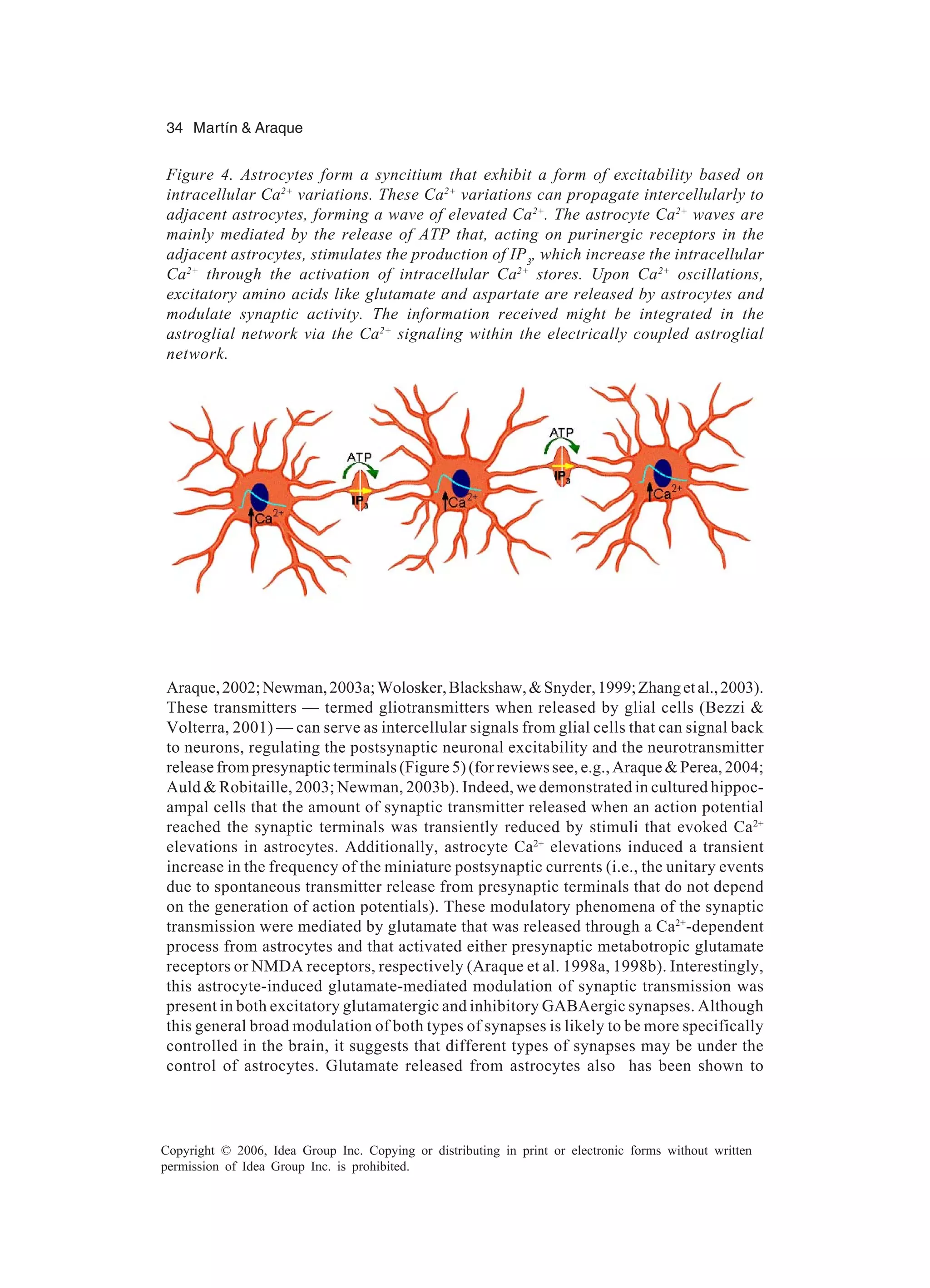 34 Martín & Araque Copyright © 2006, Idea Group Inc. Copying or distributing in print or electronic forms without written permission of Idea Group Inc. is prohibited. Araque,2002;Newman,2003a;Wolosker,Blackshaw,&Snyder,1999;Zhangetal.,2003). These transmitters — termed gliotransmitters when released by glial cells (Bezzi & Volterra, 2001) — can serve as intercellular signals from glial cells that can signal back to neurons, regulating the postsynaptic neuronal excitability and the neurotransmitter release from presynaptic terminals (Figure 5) (for reviews see, e.g., Araque & Perea, 2004; Auld & Robitaille, 2003; Newman, 2003b). Indeed, we demonstrated in cultured hippoc- ampal cells that the amount of synaptic transmitter released when an action potential reached the synaptic terminals was transiently reduced by stimuli that evoked Ca2+ elevations in astrocytes. Additionally, astrocyte Ca2+ elevations induced a transient increase in the frequency of the miniature postsynaptic currents (i.e., the unitary events due to spontaneous transmitter release from presynaptic terminals that do not depend on the generation of action potentials). These modulatory phenomena of the synaptic transmission were mediated by glutamate that was released through a Ca2+ -dependent process from astrocytes and that activated either presynaptic metabotropic glutamate receptors or NMDA receptors, respectively (Araque et al. 1998a, 1998b). Interestingly, this astrocyte-induced glutamate-mediated modulation of synaptic transmission was present in both excitatory glutamatergic and inhibitory GABAergic synapses. Although this general broad modulation of both types of synapses is likely to be more specifically controlled in the brain, it suggests that different types of synapses may be under the control of astrocytes. Glutamate released from astrocytes also has been shown to Figure 4. Astrocytes form a syncitium that exhibit a form of excitability based on intracellular Ca2+ variations. These Ca2+ variations can propagate intercellularly to adjacent astrocytes, forming a wave of elevated Ca2+ . The astrocyte Ca2+ waves are mainly mediated by the release of ATP that, acting on purinergic receptors in the adjacent astrocytes, stimulates the production of IP3 , which increase the intracellular Ca2+ through the activation of intracellular Ca2+ stores. Upon Ca2+ oscillations, excitatory amino acids like glutamate and aspartate are released by astrocytes and modulate synaptic activity. The information received might be integrated in the astroglial network via the Ca2+ signaling within the electrically coupled astroglial network. 