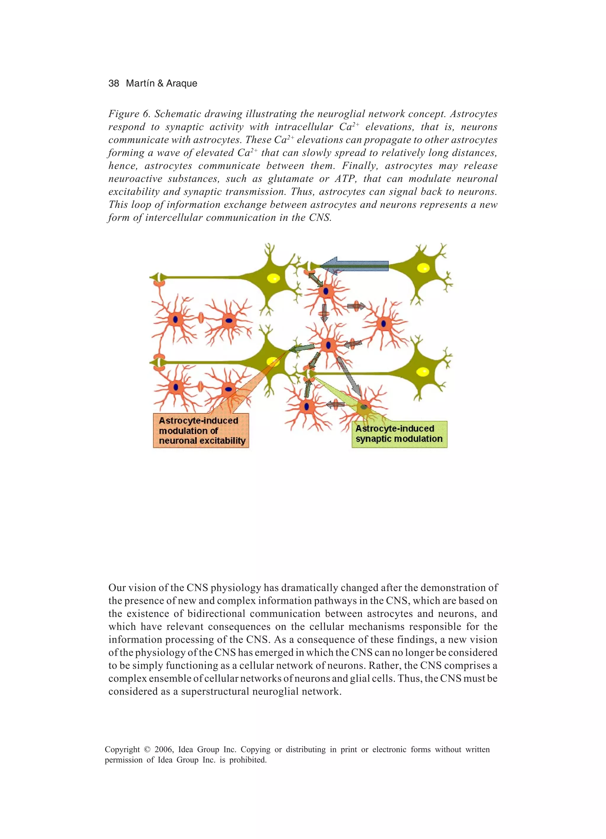 38 Martín & Araque Copyright © 2006, Idea Group Inc. Copying or distributing in print or electronic forms without written permission of Idea Group Inc. is prohibited. Our vision of the CNS physiology has dramatically changed after the demonstration of the presence of new and complex information pathways in the CNS, which are based on the existence of bidirectional communication between astrocytes and neurons, and which have relevant consequences on the cellular mechanisms responsible for the information processing of the CNS. As a consequence of these findings, a new vision of the physiology of the CNS has emerged in which the CNS can no longer be considered to be simply functioning as a cellular network of neurons. Rather, the CNS comprises a complex ensemble of cellular networks of neurons and glial cells. Thus, the CNS must be considered as a superstructural neuroglial network. Figure 6. Schematic drawing illustrating the neuroglial network concept. Astrocytes respond to synaptic activity with intracellular Ca2+ elevations, that is, neurons communicate with astrocytes. These Ca2+ elevations can propagate to other astrocytes forming a wave of elevated Ca2+ that can slowly spread to relatively long distances, hence, astrocytes communicate between them. Finally, astrocytes may release neuroactive substances, such as glutamate or ATP, that can modulate neuronal excitability and synaptic transmission. Thus, astrocytes can signal back to neurons. This loop of information exchange between astrocytes and neurons represents a new form of intercellular communication in the CNS. 