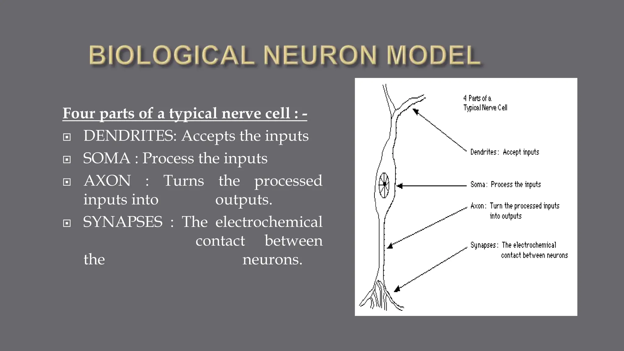 Four parts of a typical nerve cell : -
 DENDRITES: Accepts the inputs
 SOMA : Process the inputs
 AXON : Turns the processed
inputs into outputs.
 SYNAPSES : The electrochemical
contact between
the neurons.
 