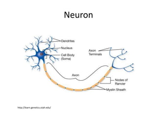 Neuron
http://learn.genetics.utah.edu/
 