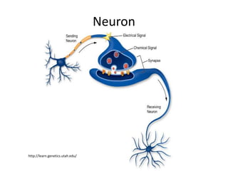 Neuron
http://learn.genetics.utah.edu/
 