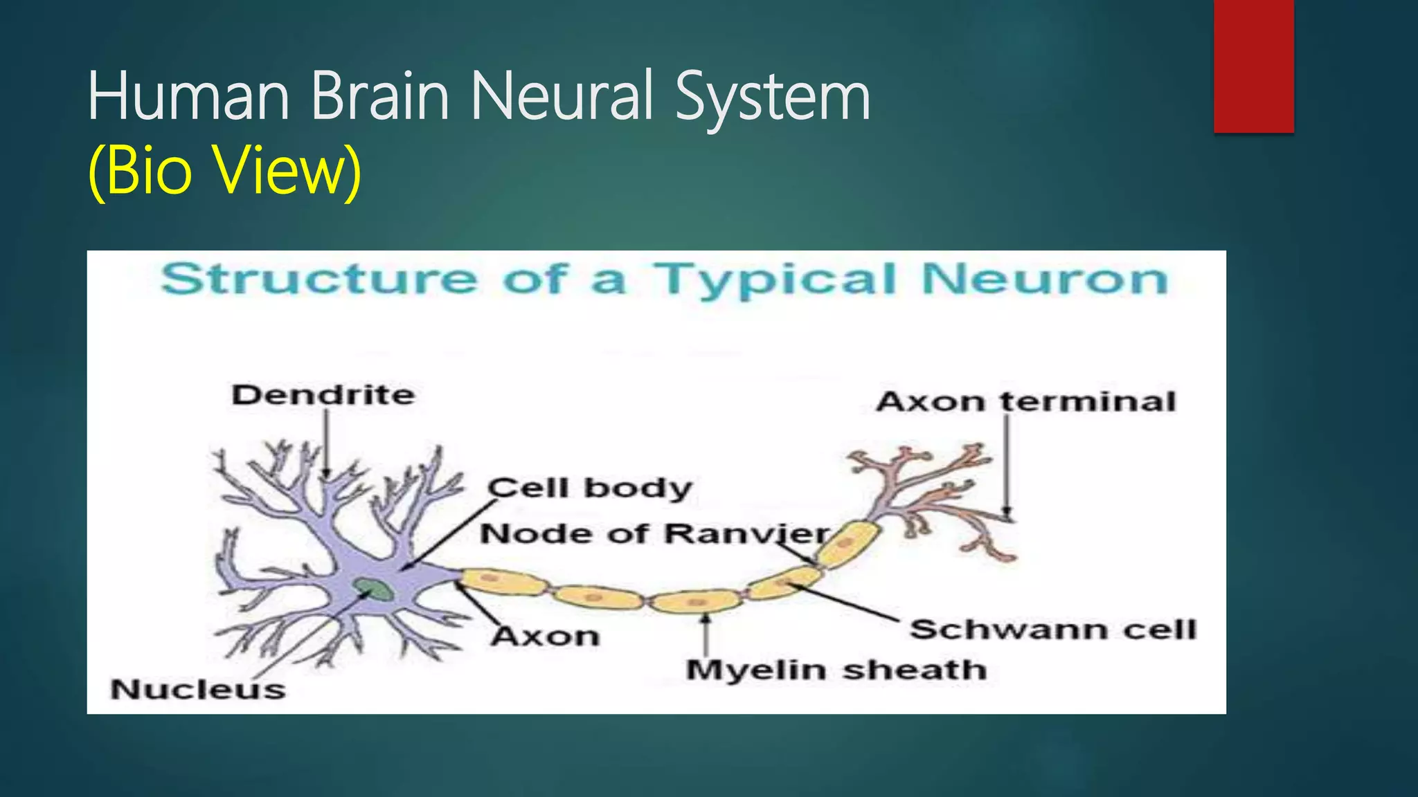 Human Brain Neural System
(Bio View)
 