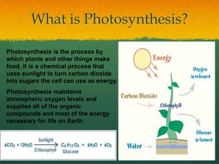 What is Photosynthesis?
Photosynthesis is the process by
which plants and other things make
food. It is a chemical process...
