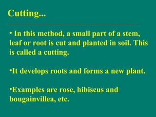 Cutting...
• In this method, a small part of a stem,
leaf or root is cut and planted in soil. This
is called a cutting.
•It develops roots and forms a new plant.
•Examples are rose, hibiscus and
bougainvillea, etc.
 