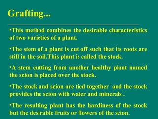Grafting...
•This method combines the desirable characteristics
of two varieties of a plant.
•The stem of a plant is cut off such that its roots are
still in the soil.This plant is called the stock.
•A stem cutting from another healthy plant named
the scion is placed over the stock.
•The stock and scion are tied together and the stock
provides the scion with water and minerals .
•The resulting plant has the hardiness of the stock
but the desirable fruits or flowers of the scion.
 