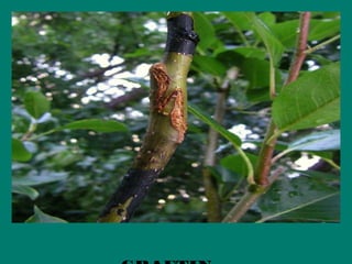 Artificial propagation