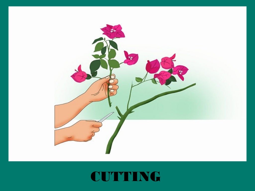 Artificial propagation