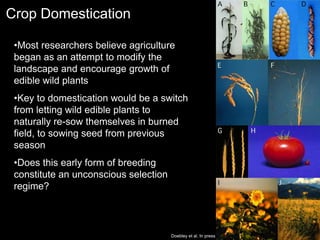 Crop Domestication
Doebley et al. In press.
•Most researchers believe agriculture
began as an attempt to modify the
landscape and encourage growth of
edible wild plants
•Key to domestication would be a switch
from letting wild edible plants to
naturally re-sow themselves in burned
field, to sowing seed from previous
season
•Does this early form of breeding
constitute an unconscious selection
regime?
 