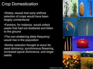 Crop Domestication
Doebley et al. In press.
•Widely viewed that early artificial
selection of crops would have been
largely unintentional
•Farmers, for instance, would collect
seeds that had not shattered and fallen
to the ground
•The non-shattering allele frequency
would rise in the population
•Similar selection thought to occur for
seed dormancy, synchronous flowering,
increased apical dominance, and larger
seeds
 