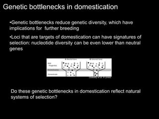 Genetic bottlenecks in domestication
Doebley et al. In press.
•Genetic bottlenecks reduce genetic diversity, which have
implications for further breeding
•Loci that are targets of domestication can have signatures of
selection: nucleotide diversity can be even lower than neutral
genes
Do these genetic bottlenecks in domestication reflect natural
systems of selection?
 