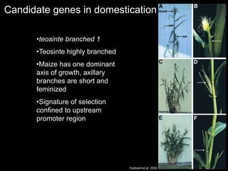 Candidate genes in domestication
Hubbard et al. 2002
•teosinte branched 1
•Teosinte highly branched
•Maize has one dominant
axis of growth, axillary
branches are short and
feminized
•Signature of selection
confined to upstream
promoter region
 