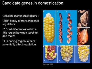 Candidate genes in domestication
•teosinte glume architecture 1
•SBP-family of transcriptional
regulators
•7 fixed differences within a
1kb region between teosinte
and maize
•1 in coding region, others
potentially affect regulation
Wang et al. 2005
 