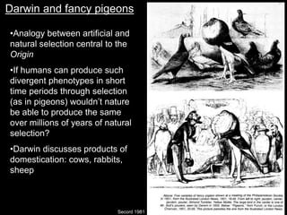 Darwin and fancy pigeons
Secord 1981
•Analogy between artificial and
natural selection central to the
Origin
•If humans can produce such
divergent phenotypes in short
time periods through selection
(as in pigeons) wouldn’t nature
be able to produce the same
over millions of years of natural
selection?
•Darwin discusses products of
domestication: cows, rabbits,
sheep
 