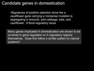 Candidate genes in domestication
•Signatures of positive selection show the a
cauliflower gene carrying a nonsense mutation is
segregating in broccoli, wild cabbage, kale, and
cauliflower. A floral regulatory locus
Many genes implicated in domestication are shown to be
involved in gene regulation or in regulatory regions
themselves. Does this follow a similar pattern to natural
systems?
 