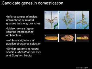 Vollbrecht et al. 2005
•Inflorescences of maize,
unlike those of related
grasses lack long branches
•Maize ramosa1 gene
controls inflorescence
architecture
•ra1 has a signature of
positive directional selection
•Similar patterns in natural
species, Micanthus sirensis
and Sorghum bicolor
Candidate genes in domestication
 