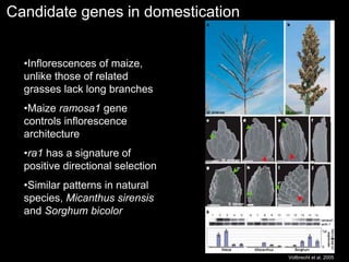 Candidate genes in domestication
Vollbrecht et al. 2005
•Inflorescences of maize,
unlike those of related
grasses lack long branches
•Maize ramosa1 gene
controls inflorescence
architecture
•ra1 has a signature of
positive directional selection
•Similar patterns in natural
species, Micanthus sirensis
and Sorghum bicolor
 