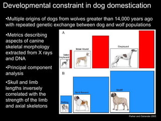 Developmental constraint in dog domestication
•Multiple origins of dogs from wolves greater than 14,000 years ago
with repeated genetic exchange between dog and wolf populations
Parker and Ostrander 2005
•Metrics describing
aspects of canine
skeletal morphology
extracted from X rays
and DNA
•Principal component
analysis
•Skull and limb
lengths inversely
correlated with the
strength of the limb
and axial skeletons
 