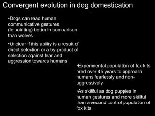 Convergent evolution in dog domestication
•Dogs can read human
communicative gestures
(ie.pointing) better in comparison
than wolves
•Unclear if this ability is a result of
direct selection or a by-product of
selection against fear and
aggression towards humans
•Experimental population of fox kits
bred over 45 years to approach
humans fearlessly and non-
aggressively
•As skillful as dog puppies in
human gestures and more skillful
than a second control population of
fox kits
 