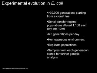 Experimental evolution in E. coli
http://www.msu.edu/~lenski/photoinlab.jpg
•>30,000 generations starting
from a clonal line
•Serial transfer regime,
populations diluted 1:100 each
day into 10ml
•6.6 generations per day
•Homogeneous environment
•Replicate populations
•Samples from each generation
stored for further genetic
analysis
 