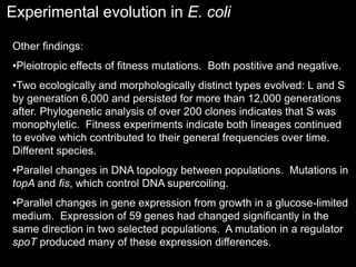 Experimental evolution in E. coli
Other findings:
•Pleiotropic effects of fitness mutations. Both postitive and negative.
•Two ecologically and morphologically distinct types evolved: L and S
by generation 6,000 and persisted for more than 12,000 generations
after. Phylogenetic analysis of over 200 clones indicates that S was
monophyletic. Fitness experiments indicate both lineages continued
to evolve which contributed to their general frequencies over time.
Different species.
•Parallel changes in DNA topology between populations. Mutations in
topA and fis, which control DNA supercoiling.
•Parallel changes in gene expression from growth in a glucose-limited
medium. Expression of 59 genes had changed significantly in the
same direction in two selected populations. A mutation in a regulator
spoT produced many of these expression differences.
 