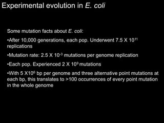 Experimental evolution in E. coli
Some mutation facts about E. coli:
•After 10,000 generations, each pop. Underwent 7.5 X 1011
replications
•Mutation rate: 2.5 X 10-3 mutations per genome replication
•Each pop. Experienced 2 X 109 mutations
•With 5 X106 bp per genome and three alternative point mutations at
each bp, this translates to >100 occurrences of every point mutation
in the whole genome
 