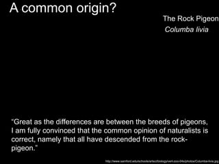 A common origin?
http://www.samford.edu/schools/artsci/biology/vert-zoo-04s/photos/Columba-livia.jpg
Columba livia
The Rock Pigeon
“Great as the differences are between the breeds of pigeons,
I am fully convinced that the common opinion of naturalists is
correct, namely that all have descended from the rock-
pigeon.”
 