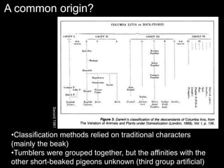 A common origin?
•Classification methods relied on traditional characters
(mainly the beak)
•Tumblers were grouped together, but the affinities with the
other short-beaked pigeons unknown (third group artificial)
Secord
1981
 