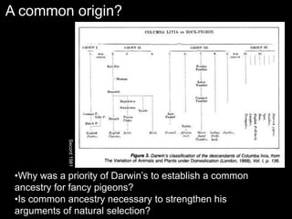 Secord
1981
•Why was a priority of Darwin’s to establish a common
ancestry for fancy pigeons?
•Is common ancestry necessary to strengthen his
arguments of natural selection?
A common origin?
 