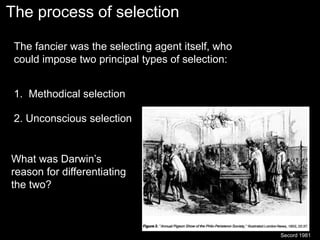 The process of selection
Secord 1981
The fancier was the selecting agent itself, who
could impose two principal types of selection:
1. Methodical selection
2. Unconscious selection
What was Darwin’s
reason for differentiating
the two?
 
