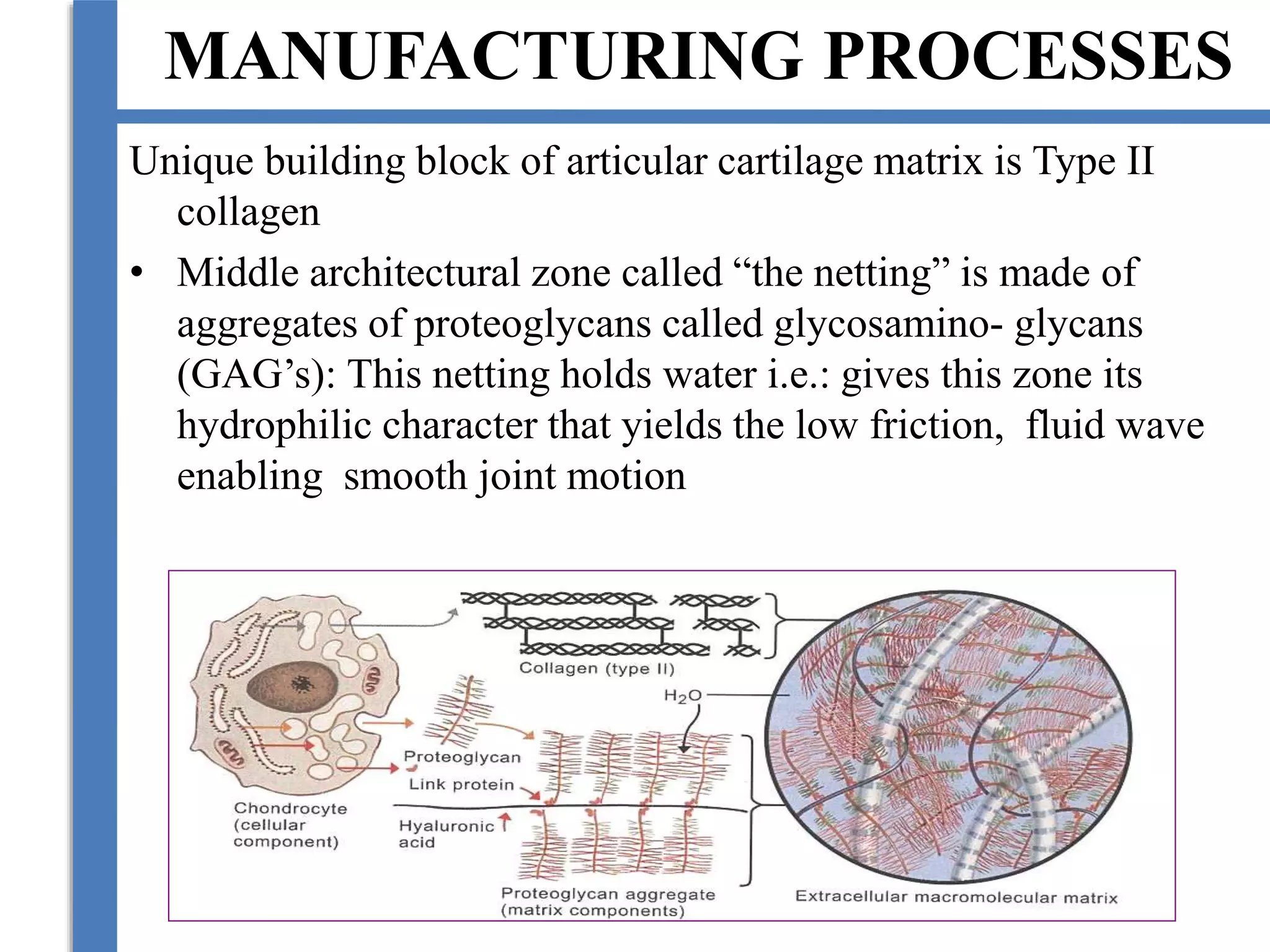 MANUFACTURING PROCESSES
Unique building block of articular cartilage matrix is Type II
collagen
• Middle architectural zone called “the netting” is made of
aggregates of proteoglycans called glycosamino- glycans
(GAG’s): This netting holds water i.e.: gives this zone its
hydrophilic character that yields the low friction, fluid wave
enabling smooth joint motion
 