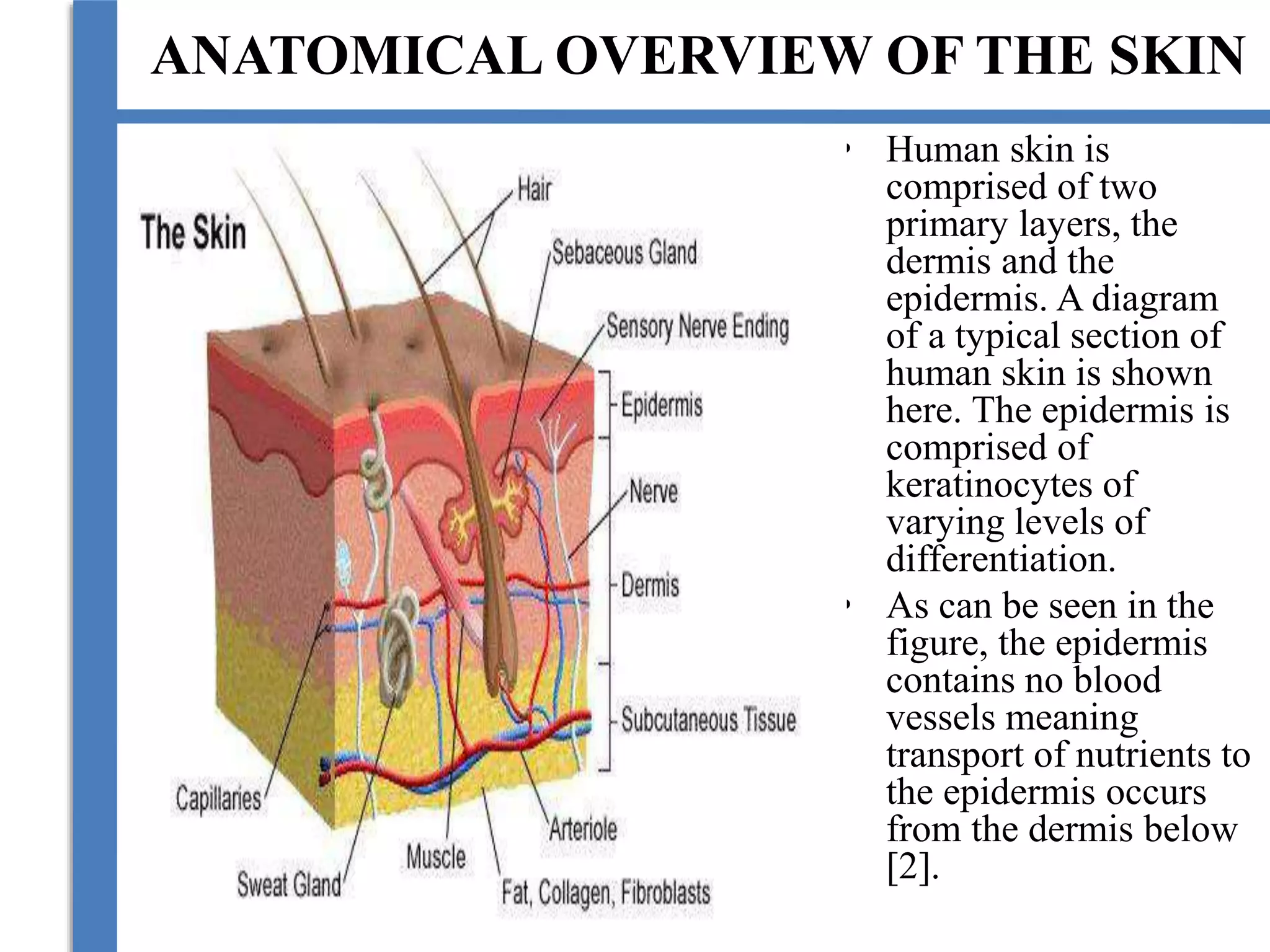 ANATOMICAL OVERVIEW OF THE SKIN
• Human skin is
comprised of two
primary layers, the
dermis and the
epidermis. A diagram
of a typical section of
human skin is shown
here. The epidermis is
comprised of
keratinocytes of
varying levels of
differentiation.
• As can be seen in the
figure, the epidermis
contains no blood
vessels meaning
transport of nutrients to
the epidermis occurs
from the dermis below
[2].
 