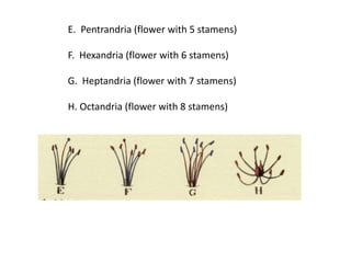 E. Pentrandria (flower with 5 stamens)
F. Hexandria (flower with 6 stamens)
G. Heptandria (flower with 7 stamens)
H. Octandria (flower with 8 stamens)
 