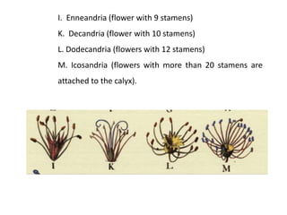 I. Enneandria (flower with 9 stamens)
K. Decandria (flower with 10 stamens)
L. Dodecandria (flowers with 12 stamens)
M. Icosandria (flowers with more than 20 stamens are
attached to the calyx).
 